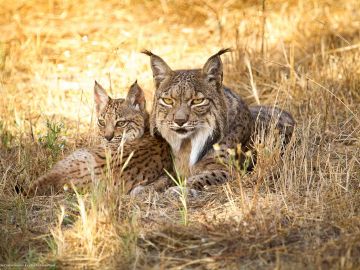 La reintroduccion del lince puede reducir la abundancia de zorros y meloncillos