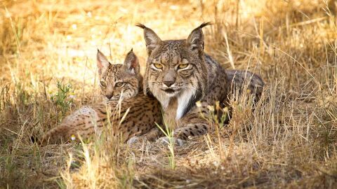 La reintroduccion del lince puede reducir la abundancia de zorros y meloncillos La reintroduccion del lince puede reducir la abundancia de zorros y meloncillos