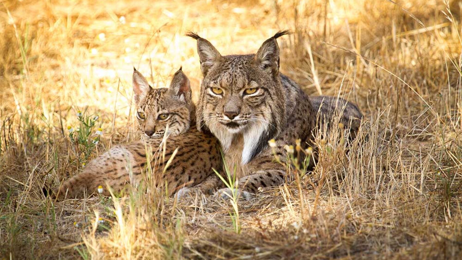 La reintroduccion del lince puede reducir la abundancia de zorros y meloncillos