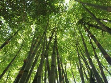 Bosque de bambú