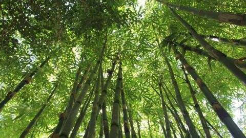 Bosque de bamb&uacute;