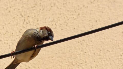 Pájaro en tendido eléctrico Pájaro en tendido eléctrico