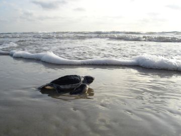 Liberación tortuga