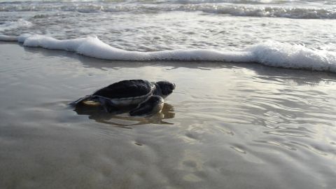 Liberaci&oacute;n tortuga