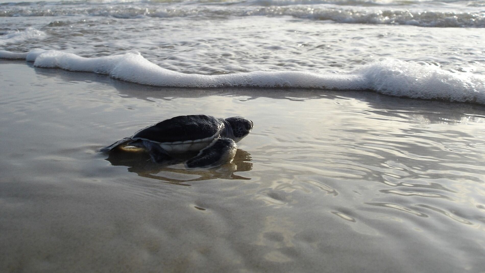 Liberación tortuga
