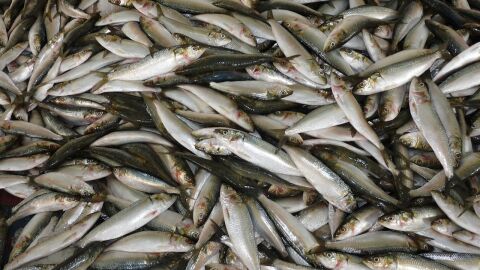 Peces muertos