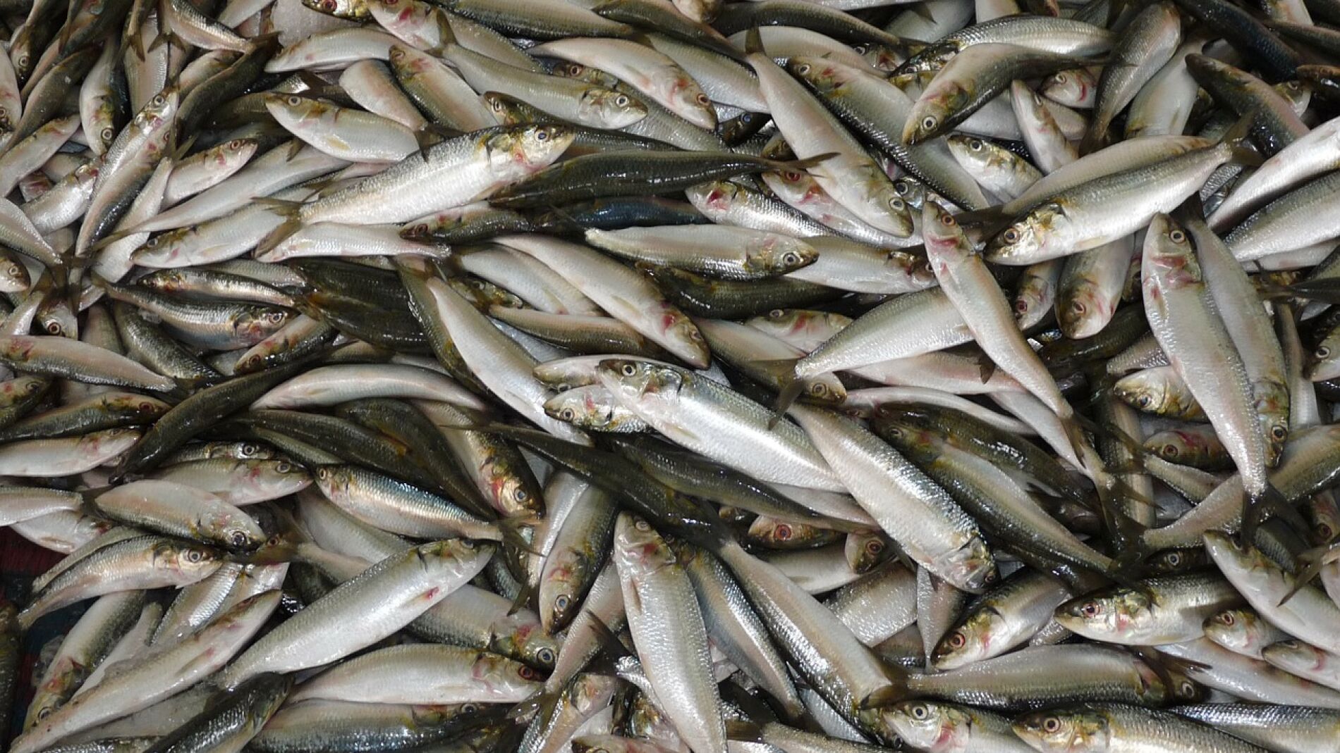 Peces muertos