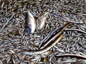 Peces muertos en una playa