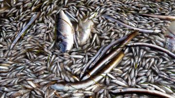 Peces muertos en una playa