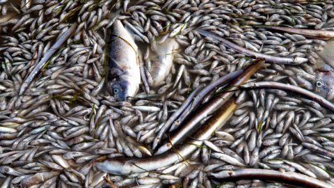 Peces muertos en una playa Peces muertos en una playa