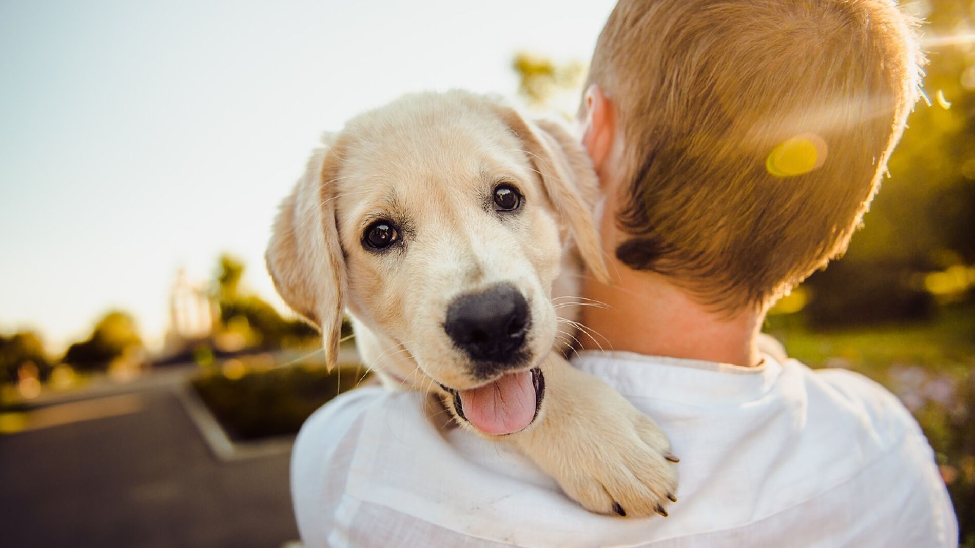 Perro labrador 