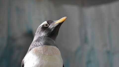 Ping&uuml;ino (archivo)