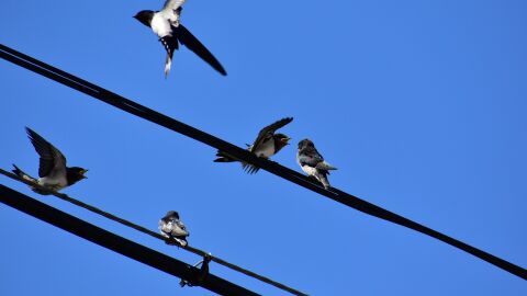 Pájaros en un tendido eléctrico Pájaros en un tendido eléctrico