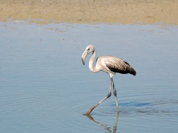 Doñana