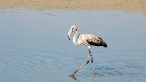 Doñana Doñana