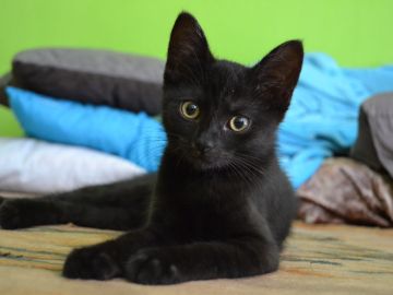 Gato negro