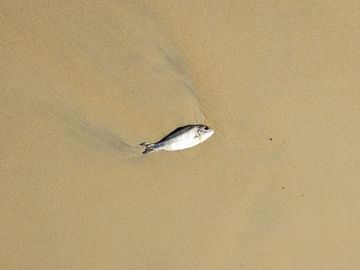 Dorada en la playa