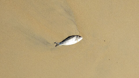 Dorada en la playa