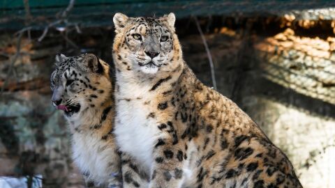 Dos ejemplares de leopardo de las nieves Dos ejemplares de leopardo de las nieves
