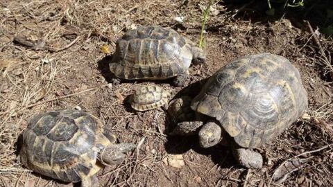 Tortugas mora