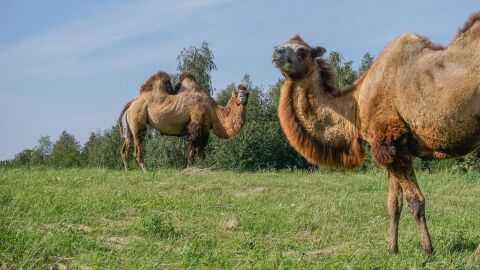 Dos camellos