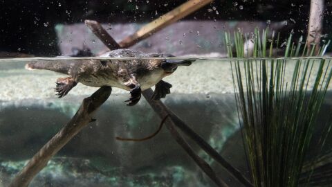 Un ornitorrinco en el agua