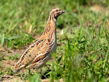 España reduce hasta un 74 % la caza y captura ilegal de aves desde 2020