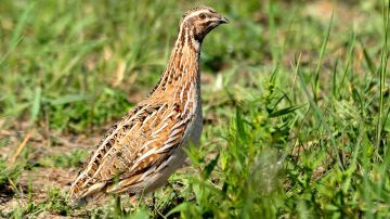 España reduce hasta un 74 % la caza y captura ilegal de aves desde 2020