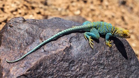 Lagarto Lagarto