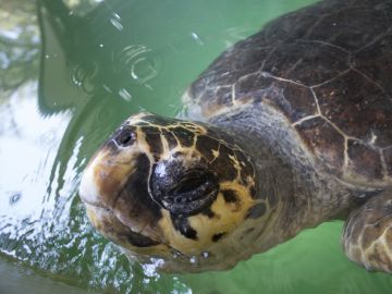 Tortuga caretta caretta