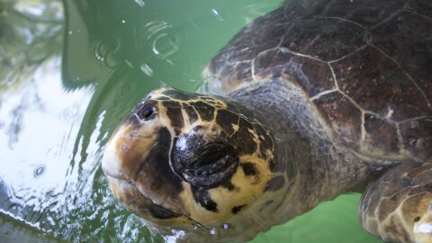 Tortuga caretta caretta Tortuga caretta caretta