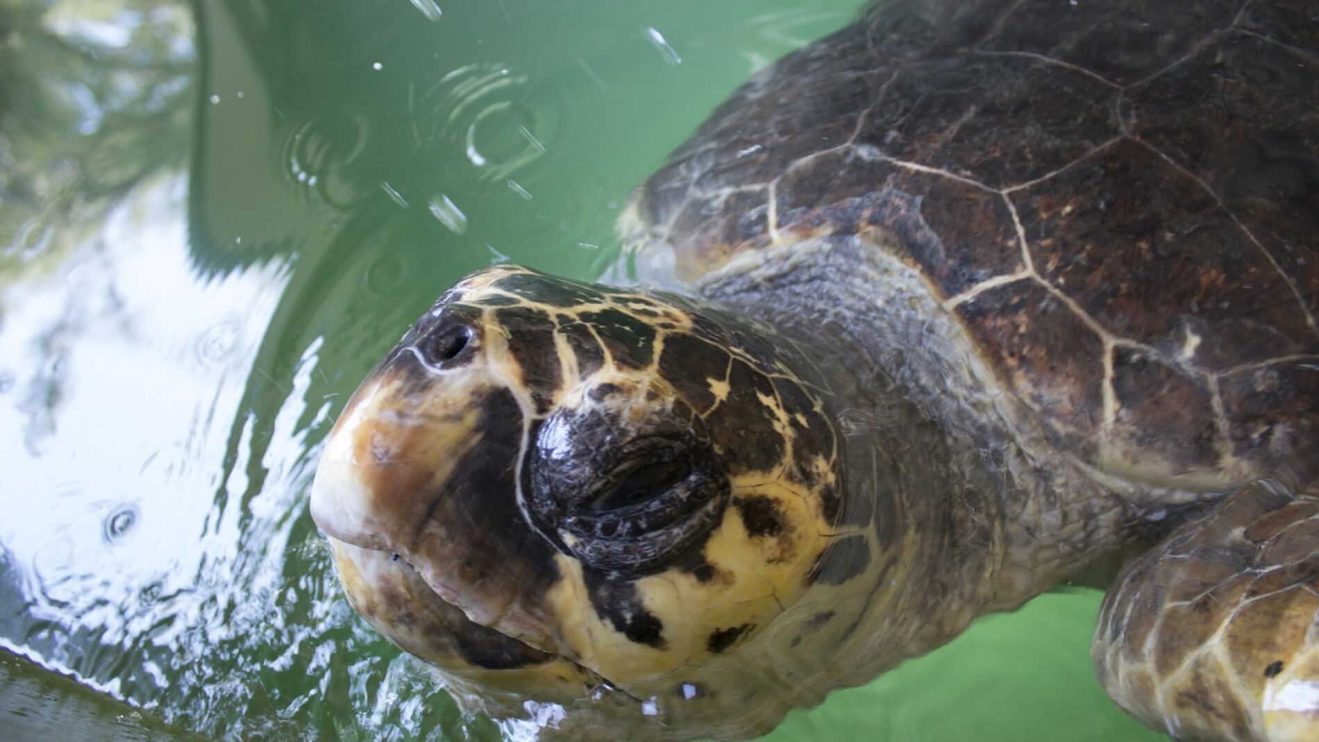 Tortuga caretta caretta