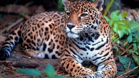 Jaguar Jaguar