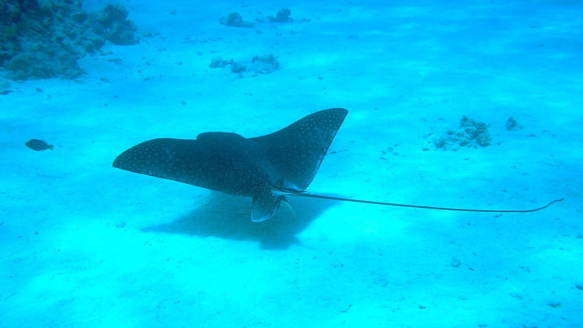 Mantarraya (archivo)