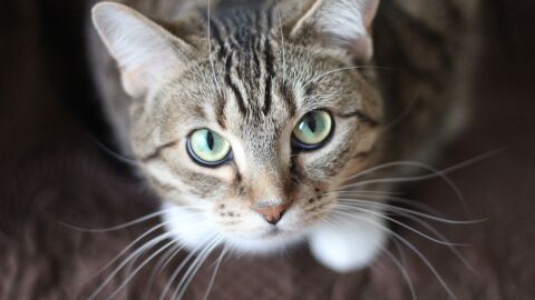 Gato