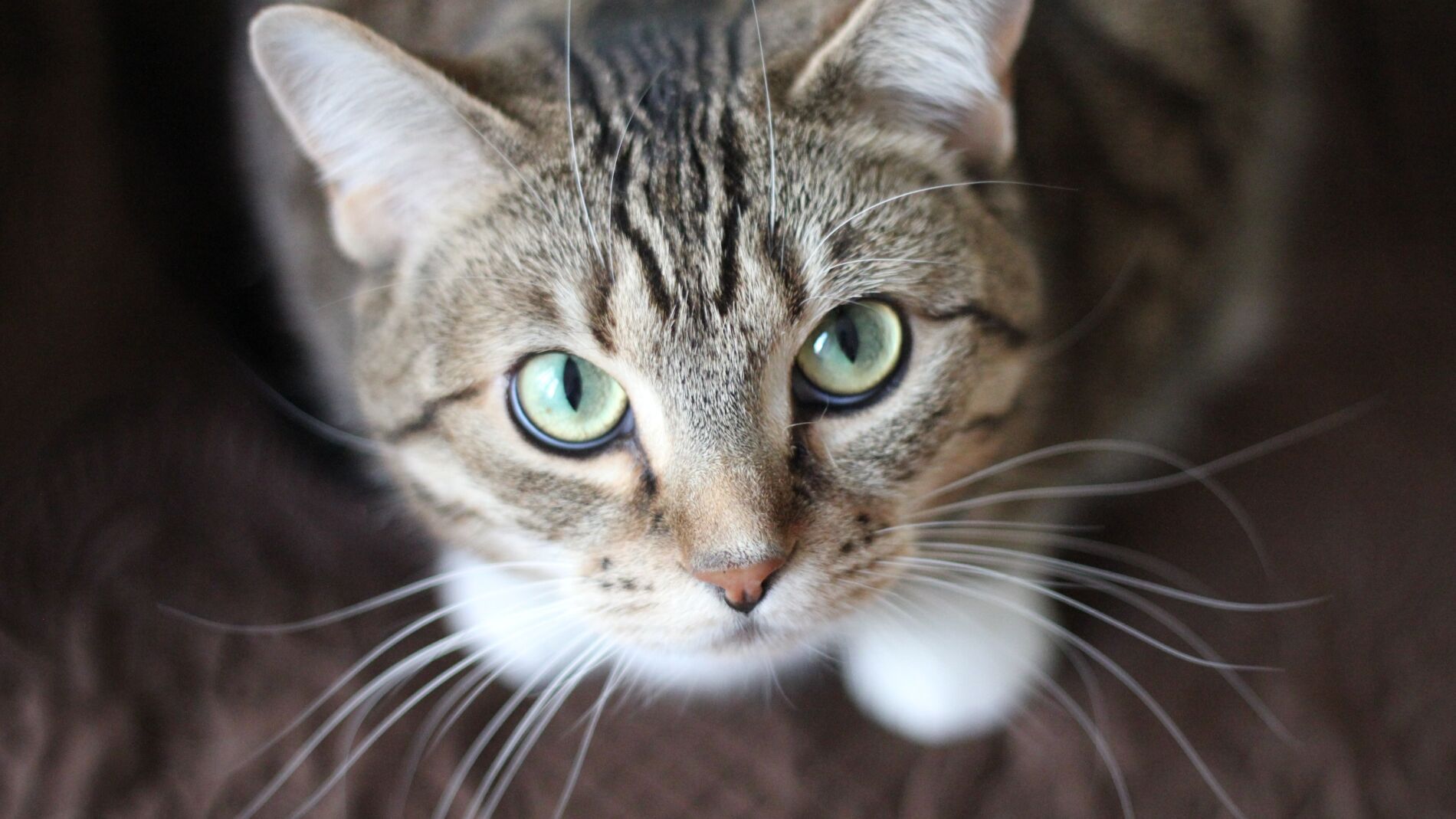 Gato