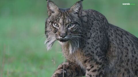 'Dehesa, el bosque del lince ibérico', el documental que nos traslada a un ecosistema único de la Península Ibérica