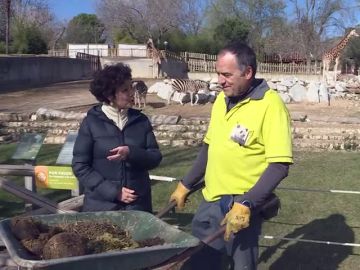 Así se reutilizan los excrementos de los animales en el Zoo