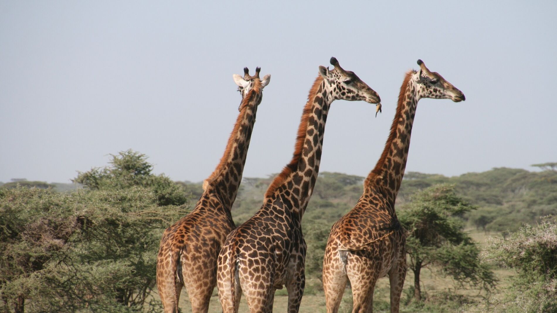 Jirafas