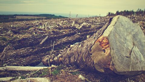 Un bosque deforestado
