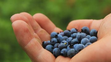 Arándanos para prevenir el envejecimiento acelerado