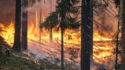 Incendio forestal Incendio forestal