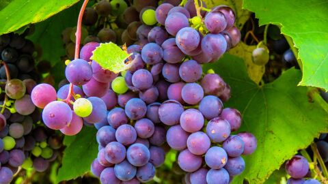 El mosto frenaría el envejecimiento celular El mosto frenaría el envejecimiento celular