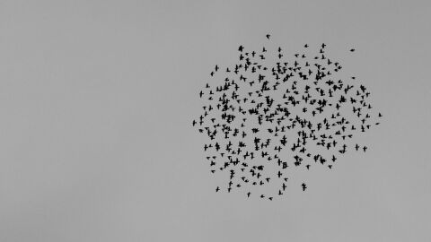 Grupo de aves volando Grupo de aves volando
