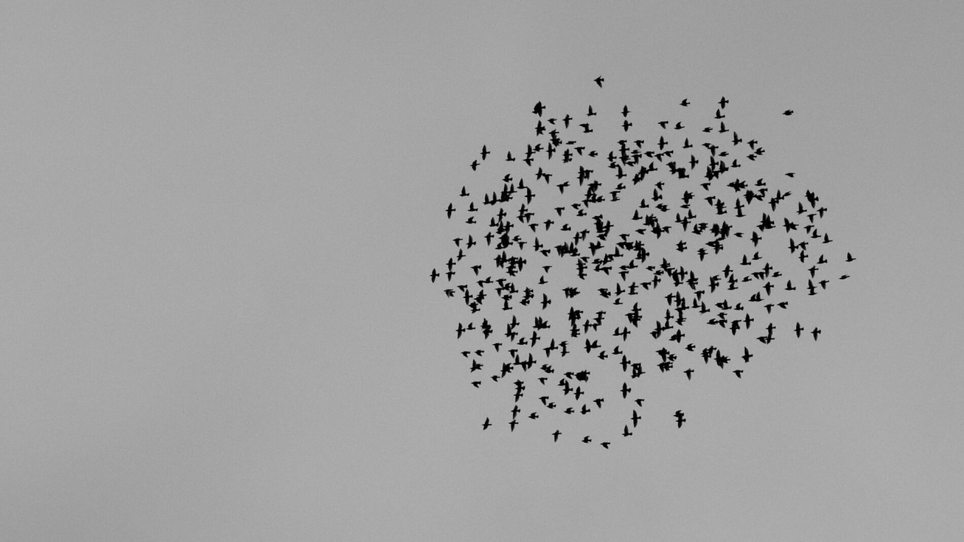 Grupo de aves volando