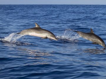 Delfines