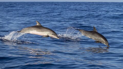 Delfines Delfines
