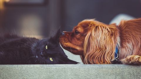 Gato y perro