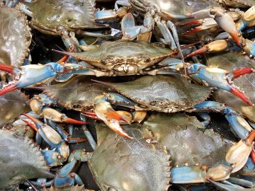 Cangrejo azul, una de las especies invasoras que amenaza el Mediterráneo