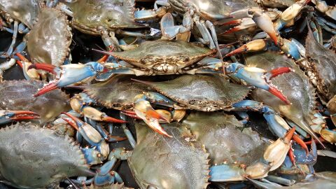 Cangrejo azul, una de las especies invasoras que amenaza el Mediterráneo Cangrejo azul, una de las especies invasoras que amenaza el Mediterráneo